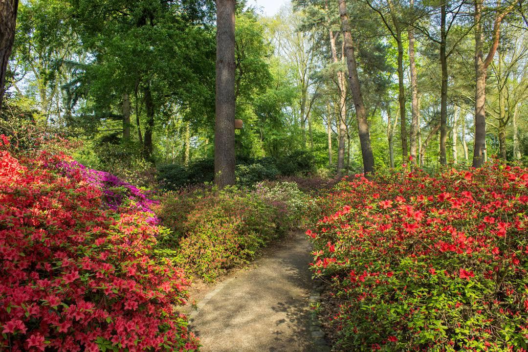 Rhododendron Park